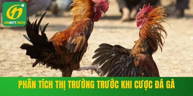 Phân tích thị trường trước khi cược đá gà