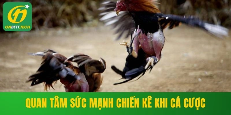 Quan tâm sức mạnh chiến kê khi cá cược