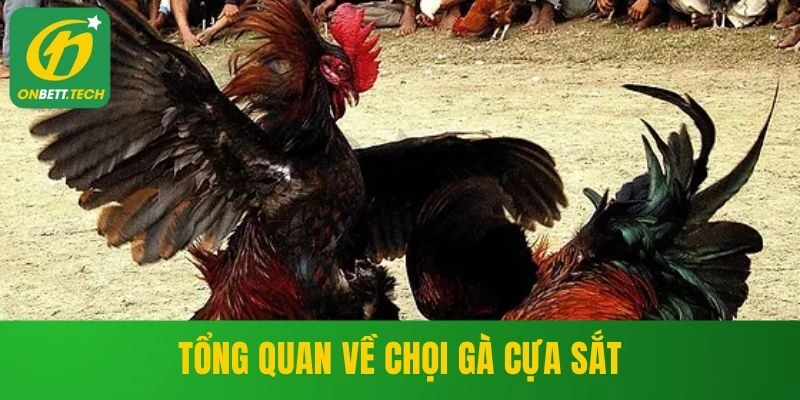 Tổng quan về chọi gà cựa sắt
