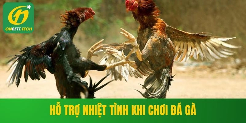 Hỗ trợ nhiệt tình khi chơi đá gà