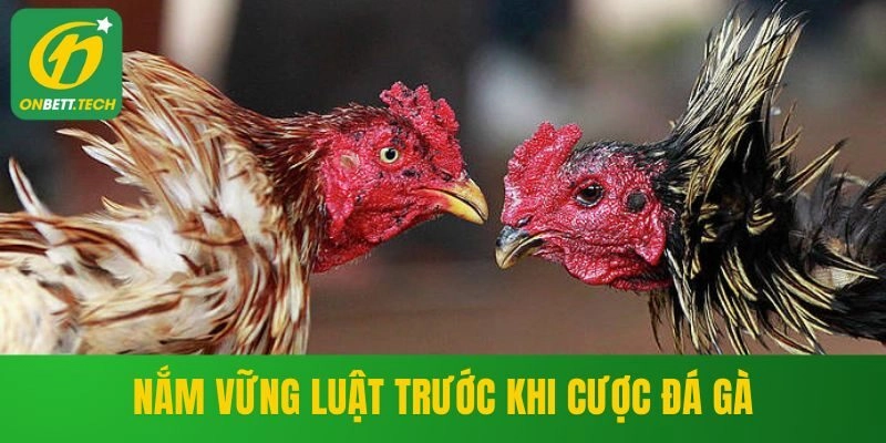 Nắm vững luật trước khi cược đá gà